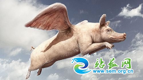 会飞的猪 站长图卦 会飞的猪