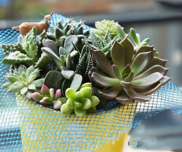 ���Է��������ʩ��������ǰ��һƿˮ��ֲ��